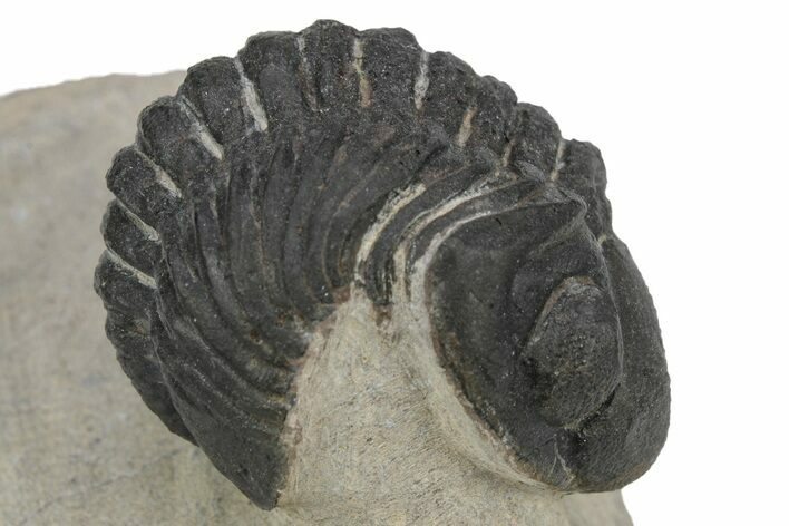 Partially Enrolled Reedops Trilobite - Aatchana, Morocco #235814